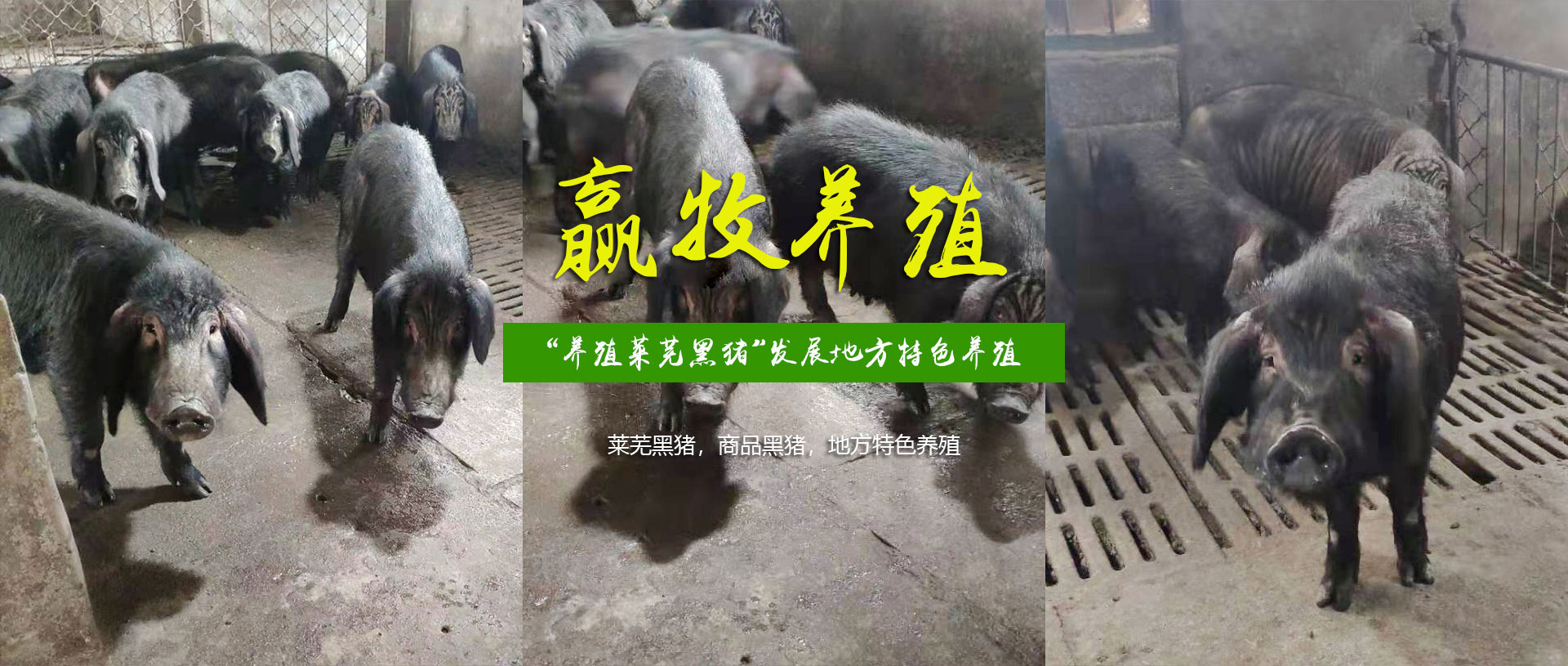 济南市钢城区赢牧黑猪养殖场