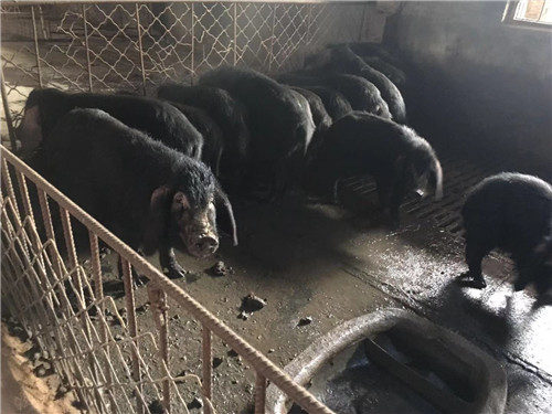 济南市钢城区赢牧黑猪养殖场