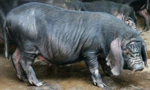 莱芜黑猪哺乳母猪饲养管理技术
