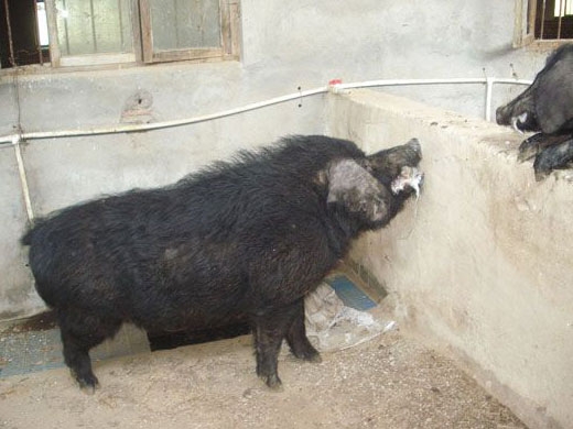 黑猪养殖实况（视频）