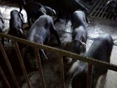 济南市钢城区赢牧黑猪养殖场分享黑猪肉的优势