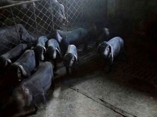 莱芜黑猪养殖实况（视频）